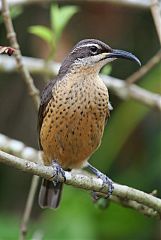 Victoria's Riflebird